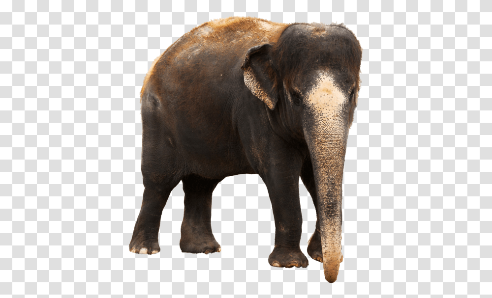 Indian Elephant Images Hd, Wildlife, Mammal, Animal Transparent Png