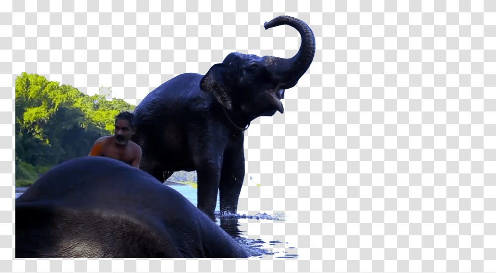 Indian Elephant, Person, Human, Mammal, Animal Transparent Png