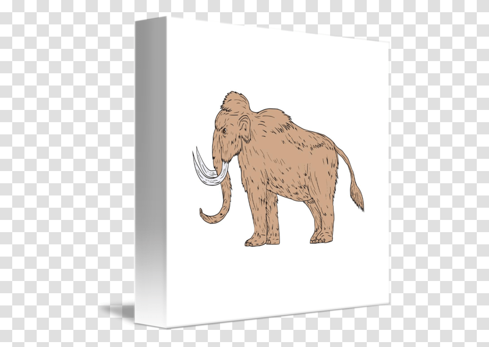Indian Elephant, Wildlife, Animal, Mammal, Lion Transparent Png