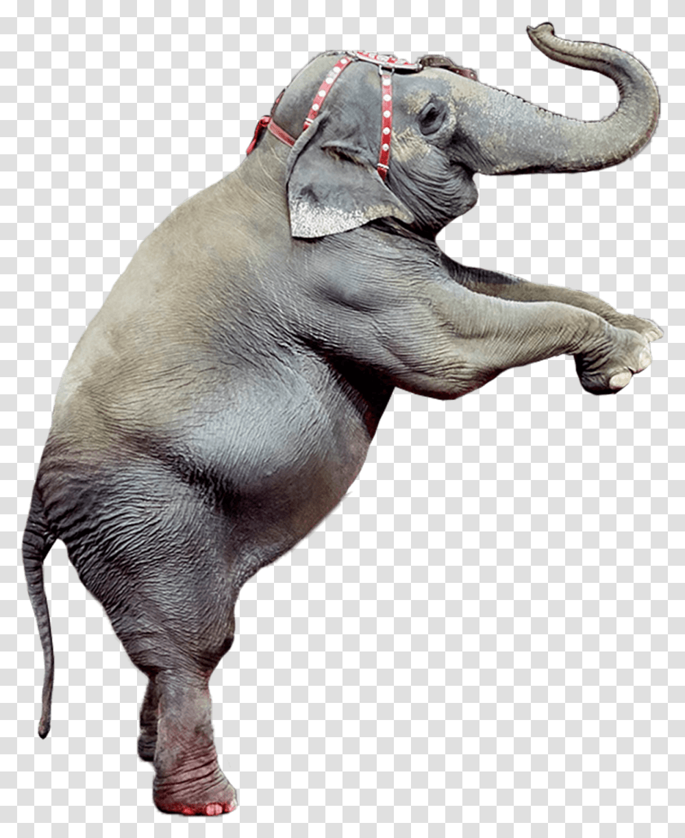 Indian Elephant, Wildlife, Mammal, Animal, Dog Transparent Png