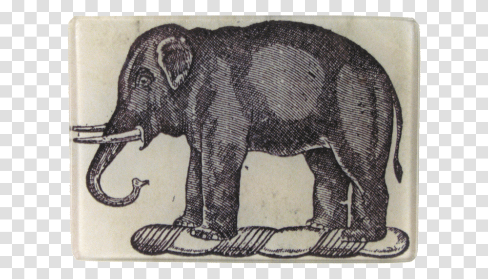 Indian Elephant, Wildlife, Mammal, Animal, Hog Transparent Png