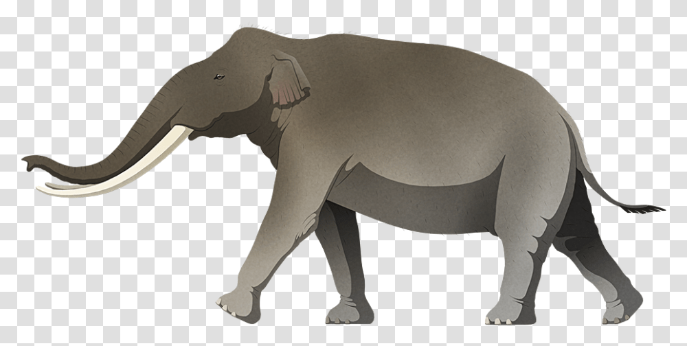 Indian Elephant, Wildlife, Mammal, Animal Transparent Png