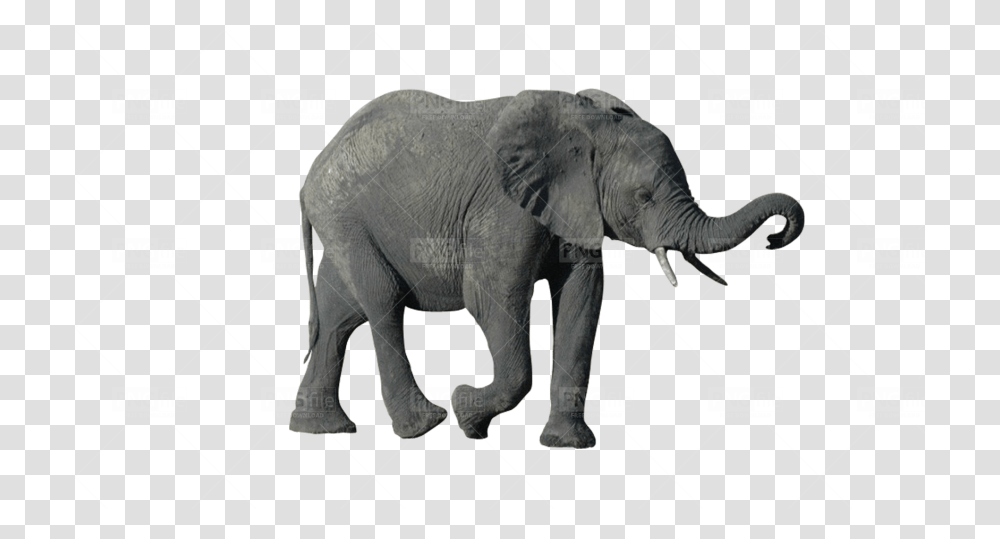 Indian Elephant, Wildlife, Mammal, Animal Transparent Png