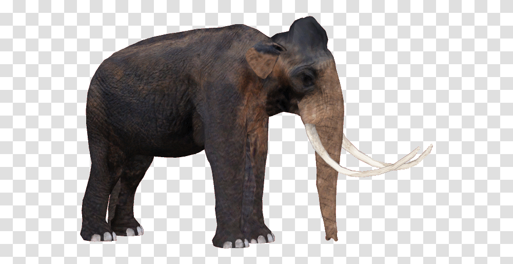 Indian Elephant, Wildlife, Mammal, Animal, Warthog Transparent Png