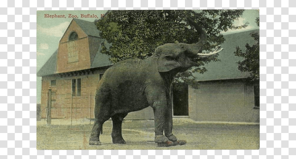 Indian Elephant, Wildlife, Mammal, Animal, Zoo Transparent Png