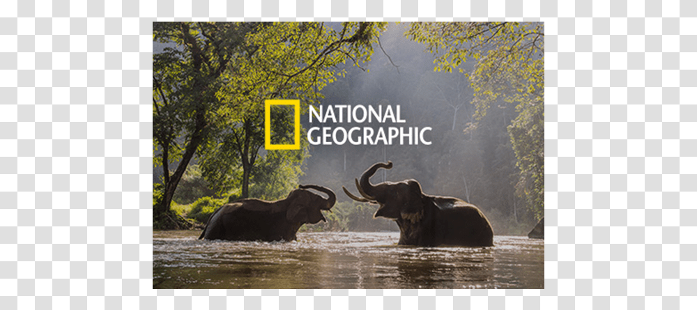Indian Elephants In Water, Wildlife, Mammal, Animal, Vegetation Transparent Png