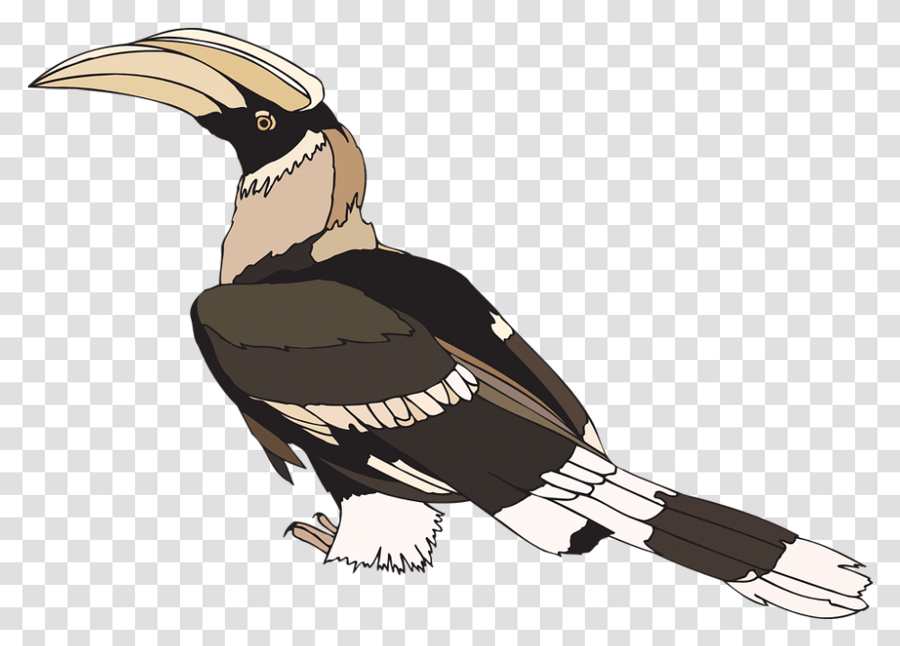 Indian Feather Hornbill Pied Indian Bird Wings Staring Hornbill Feather Clipart, Vulture, Animal, Condor, Person Transparent Png