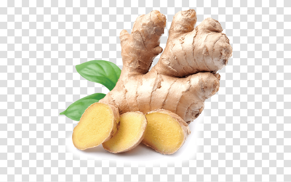 Indian Ginger, Plant, Bread, Food, Fungus Transparent Png