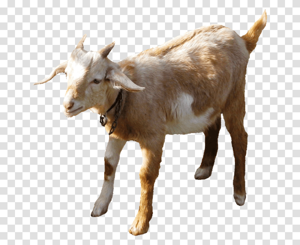 Indian Goat Goat Gif No Background, Mammal, Animal, Cow, Cattle Transparent Png
