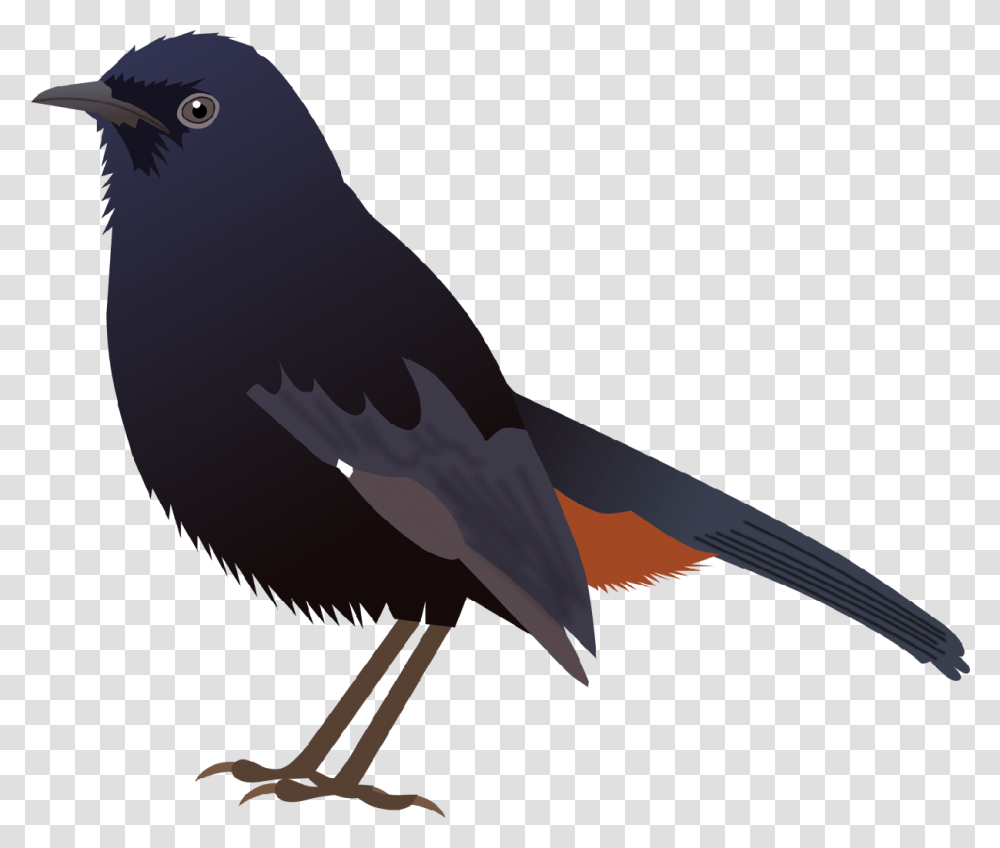 Indian Koel Bird Drawing Download Indian Robin Bird, Animal, Blackbird, Agelaius, Magpie Transparent Png