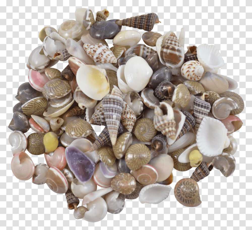 Indian Mix Assorted Craft Seashells Tiny Up To Shell, Egg, Food, Sea Life, Animal Transparent Png