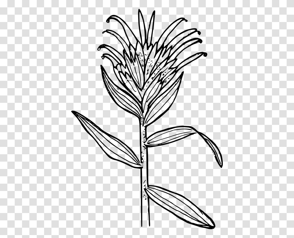 Indian Paintbrush Flower To Color, Gray, World Of Warcraft Transparent Png
