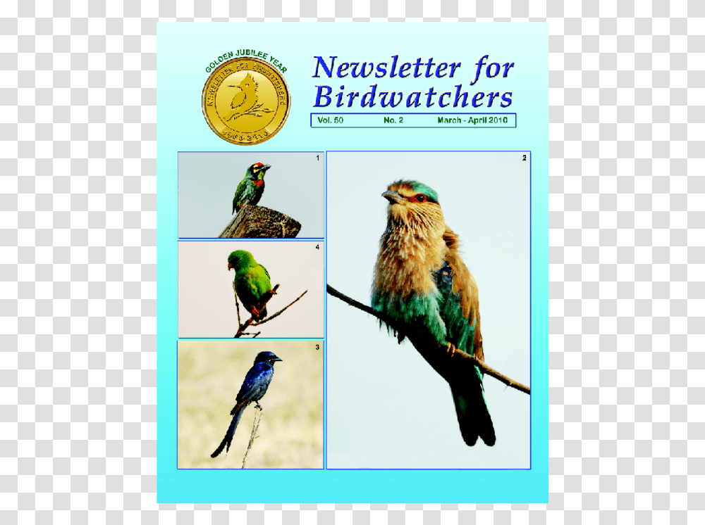 Indian Parrot, Bird, Animal, Collage, Poster Transparent Png