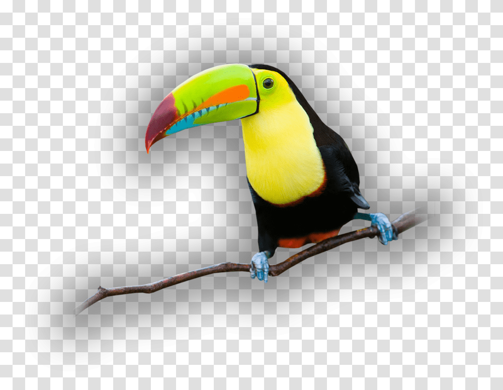 Indian Parrot, Bird, Animal, Toucan, Beak Transparent Png