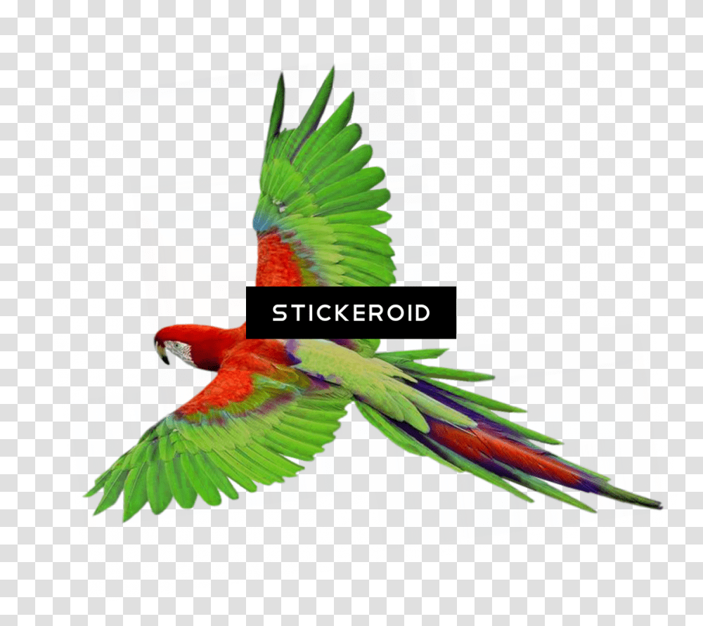 Indian Parrot Flying Parrot Gif, Animal, Bird, Macaw, Rug Transparent Png