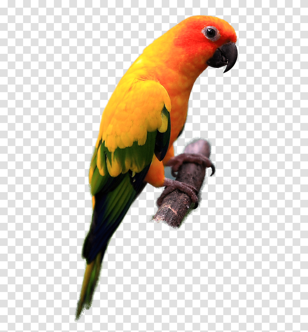 Indian Parrot Images Free Download, Bird, Animal, Parakeet, Beak Transparent Png
