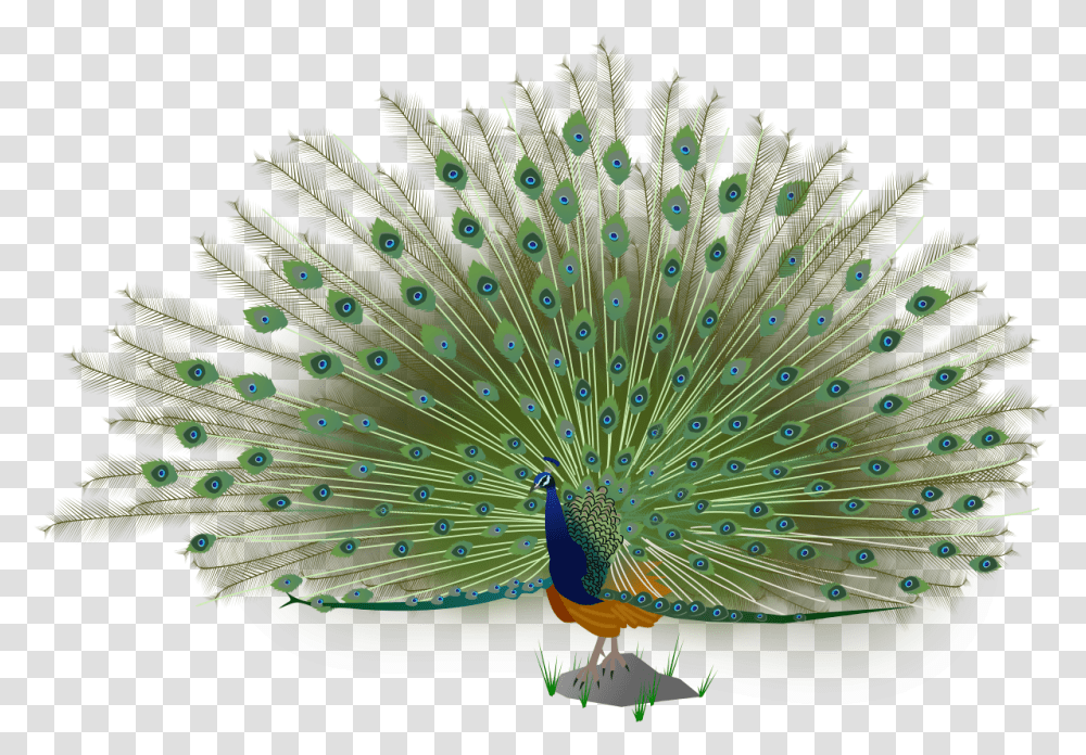 Indian Peacock Images, Bird, Animal Transparent Png