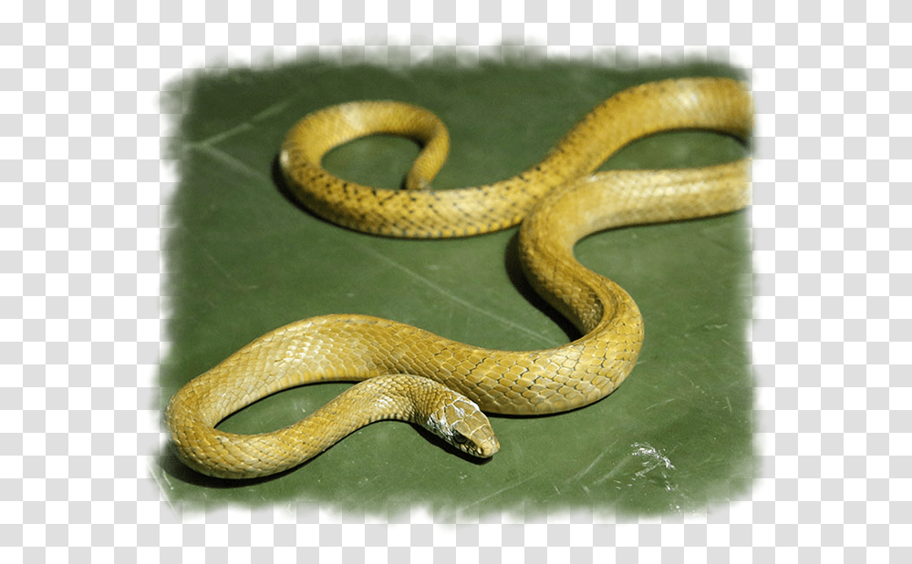 Indian Rat Snake Serpent, Reptile, Animal, Cobra, Green Snake Transparent Png