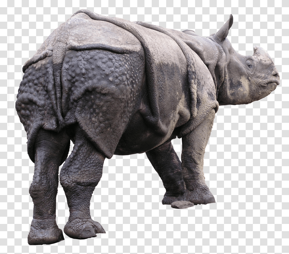 Indian Rhinoceros, Wildlife, Mammal, Animal, Elephant Transparent Png