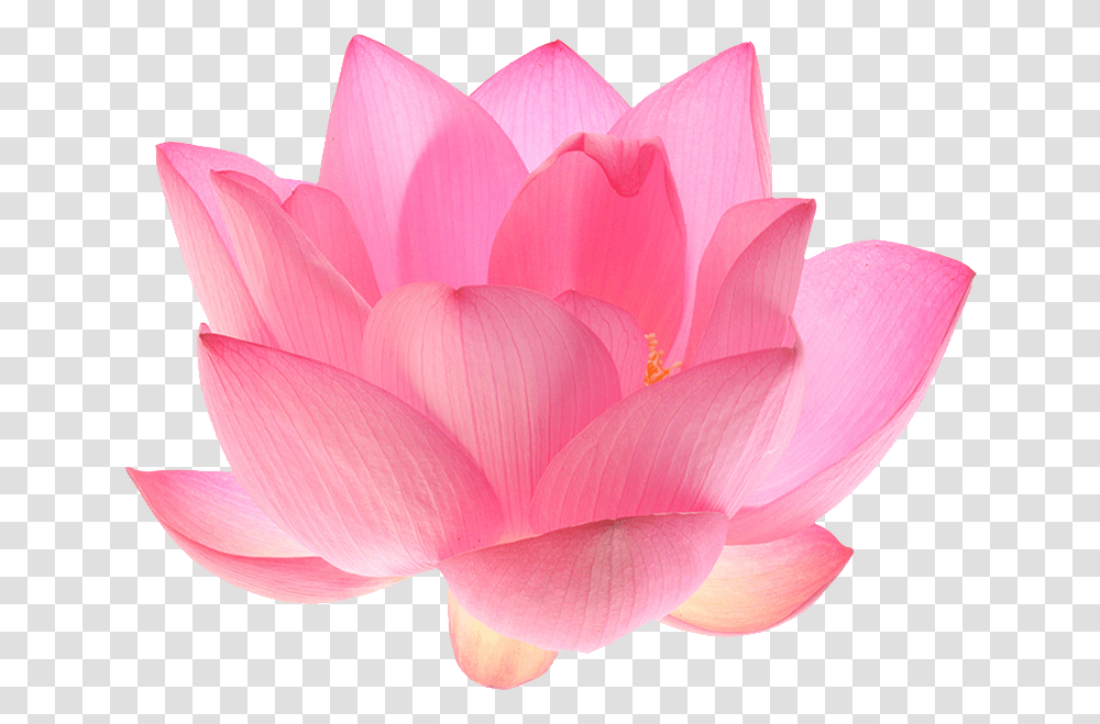 Indian Sacred Nelumbo Nucifera Pink Lotus Flower, Dahlia, Plant, Blossom, Petal Transparent Png