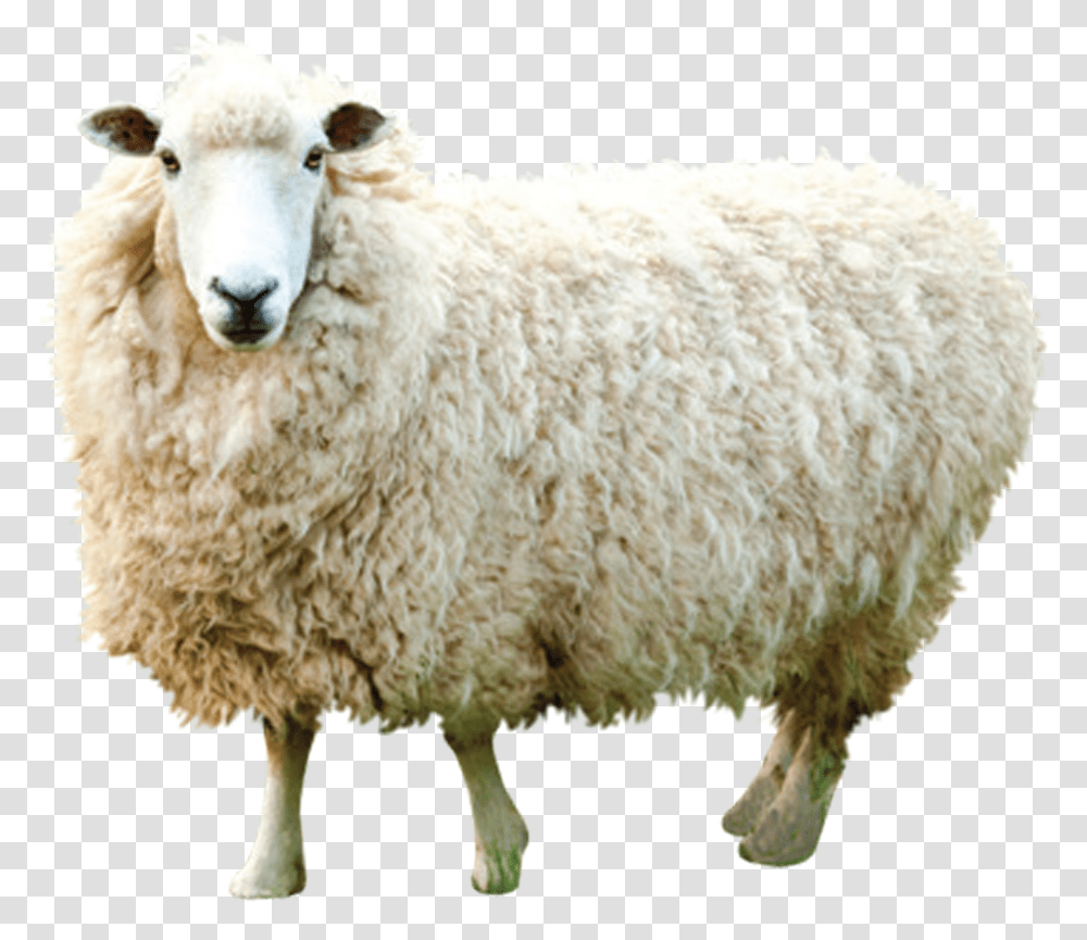 Indian Sheep, Mammal, Animal Transparent Png