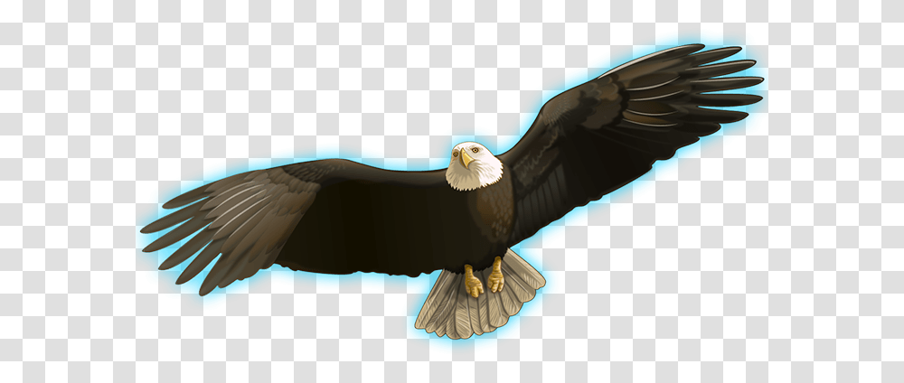 Indian Spirit Bald Eagle, Bird, Animal, Vulture, Beak Transparent Png