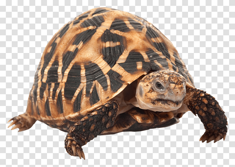 Indian Star Tortoise, Turtle, Reptile, Sea Life, Animal Transparent Png