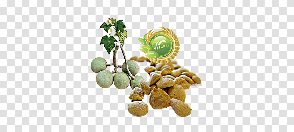Indian Walnut, Plant, Vegetable, Food, Fruit Transparent Png