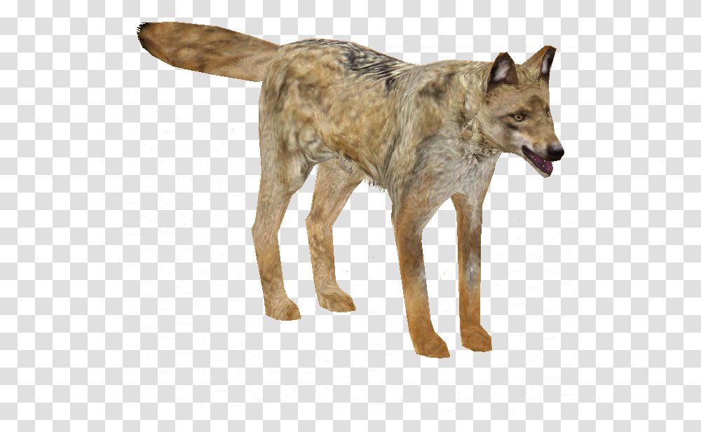Indian Wolf Coyote, Mammal, Animal, Dog, Pet Transparent Png