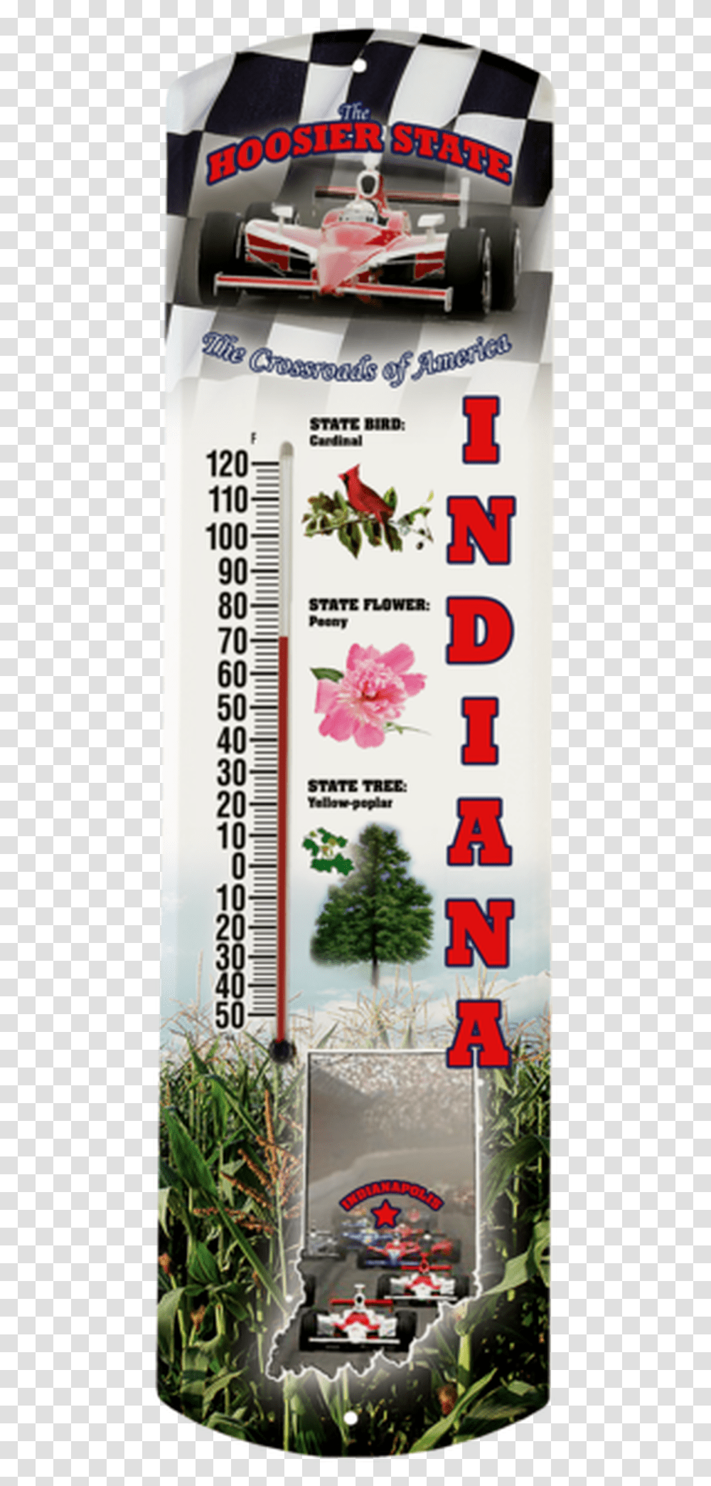 Indiana State Shortleaf Black Spruce, Plant, Label, Advertisement Transparent Png