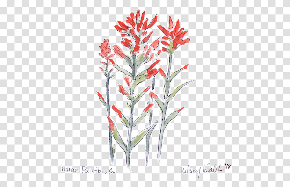 Indianpaintbrush Nobg Website, Flower, Plant, Blossom, Pattern Transparent Png