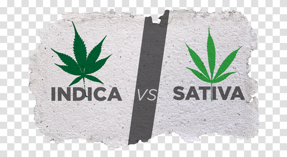 Indica And Sativa Cannabis Plant Indica Vs Sativa, Leaf, Tree, Weed Transparent Png