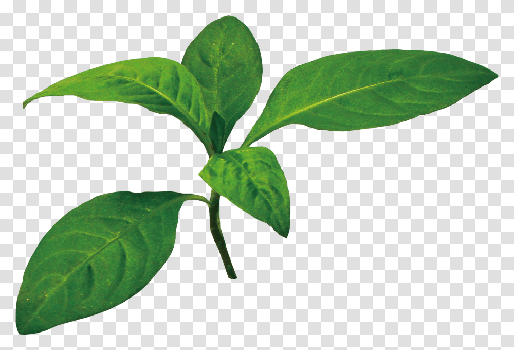 Indigo Leaves Image, Leaf, Plant, Annonaceae, Tree Transparent Png