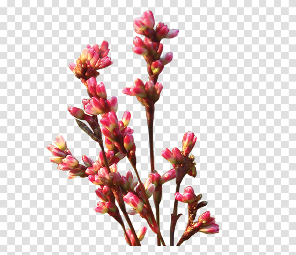 Indigo Plant Clipart Clip Art, Flower, Blossom, Acanthaceae, Geranium Transparent Png