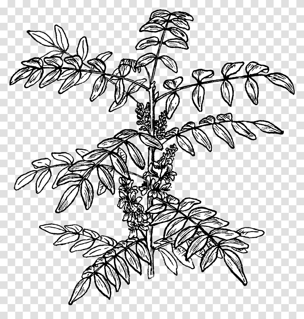 Indigo Plant Indigofera, Flower, Blossom, Fern, Pattern Transparent Png