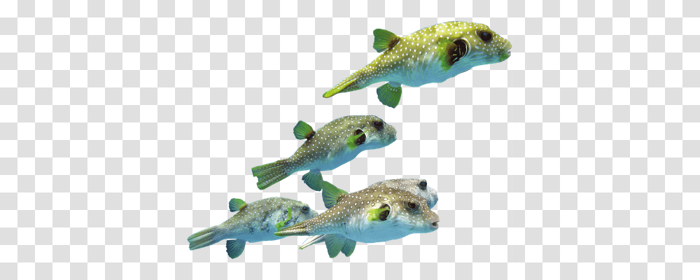 Indonesia Sport, Fish, Animal, Aquatic Transparent Png