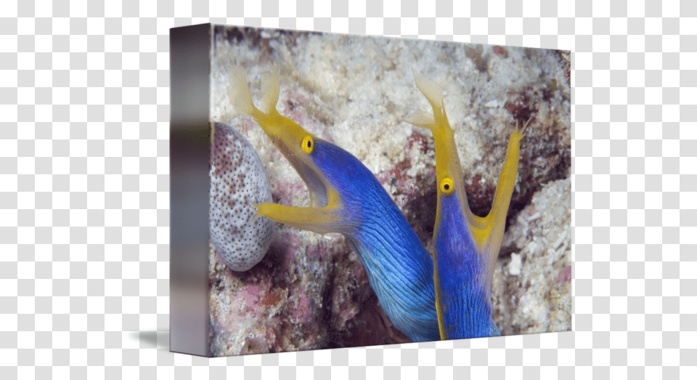 Indonesia Blue Ribbon Eel Pair Blue Ribbon Eels, Fish, Animal, Bird, Water Transparent Png