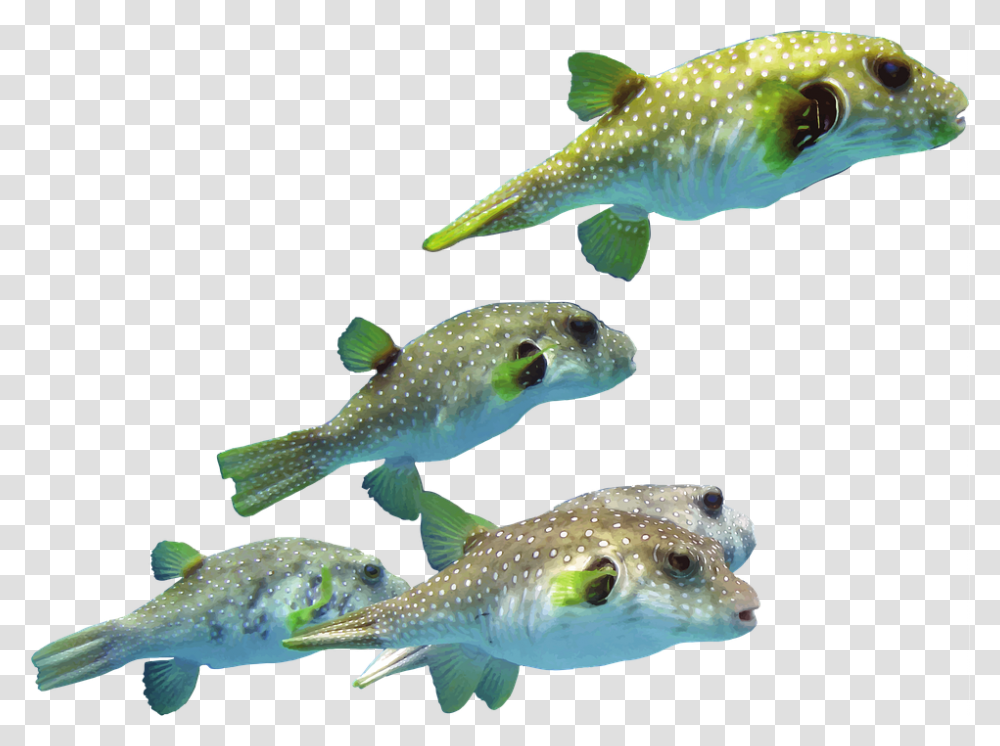 Indonesia Pufferfish Ocean Sea Marine Aquatic Trout, Animal, Sea Life, Water Transparent Png