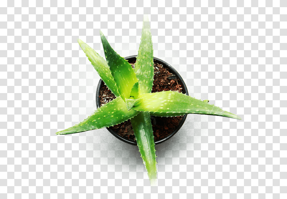 Indoor Aloe Vera For Cannabis Aloe Vera Plant Hd Transparent Png