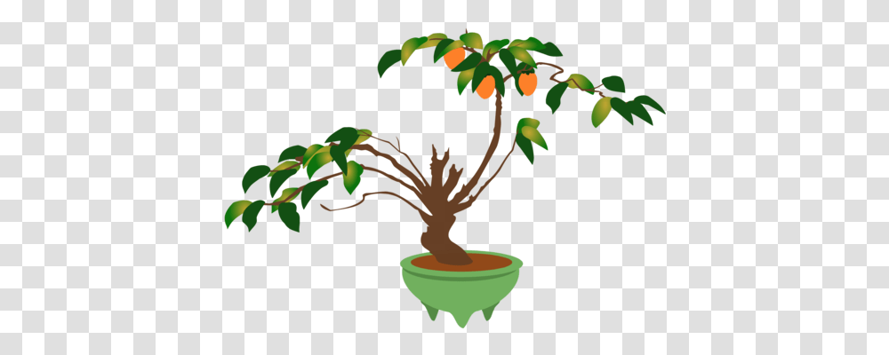 Indoor Bonsai Tree Light Weeping Fig, Plant, Palm Tree, Arecaceae, Tree Trunk Transparent Png