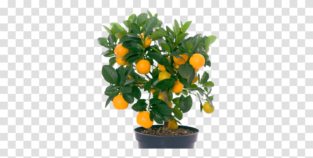 Indoor Fruit Trees Plants With Fruits, Orange, Citrus Fruit, Food, Produce Transparent Png