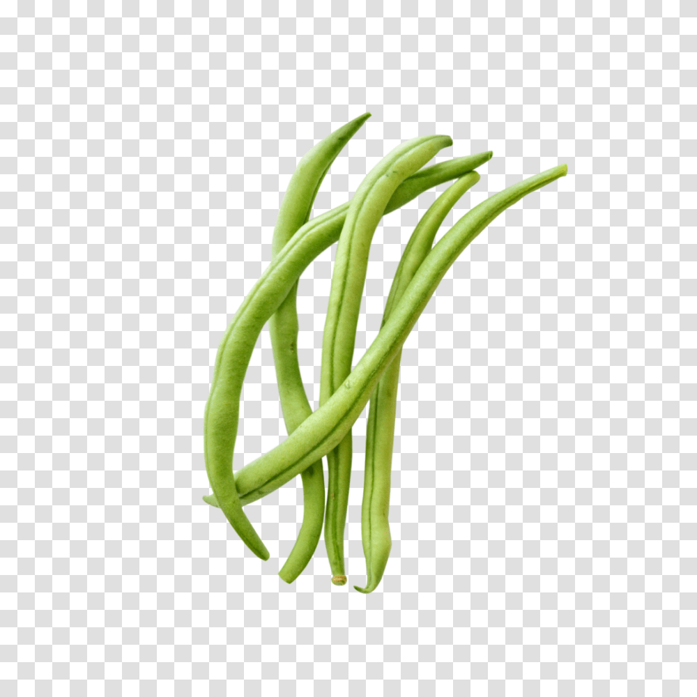 Indoor Green Bean Grow Guide Grow The Best Beans, Plant, Vegetable, Food, Produce Transparent Png