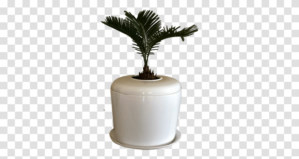 Indoor Living Cremation Urn Plant Flowerpot, Milk, Beverage, Jar, Potted Plant Transparent Png
