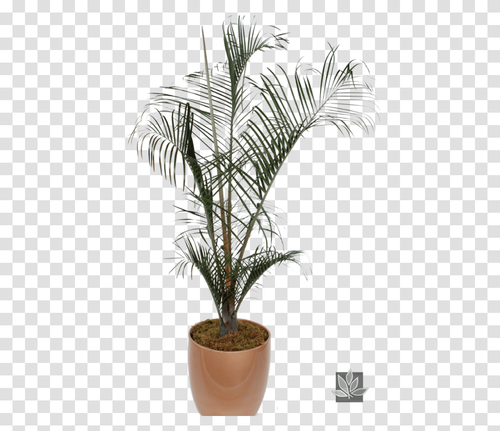 Indoor Palm Tree, Plant, Arecaceae, Bird, Animal Transparent Png