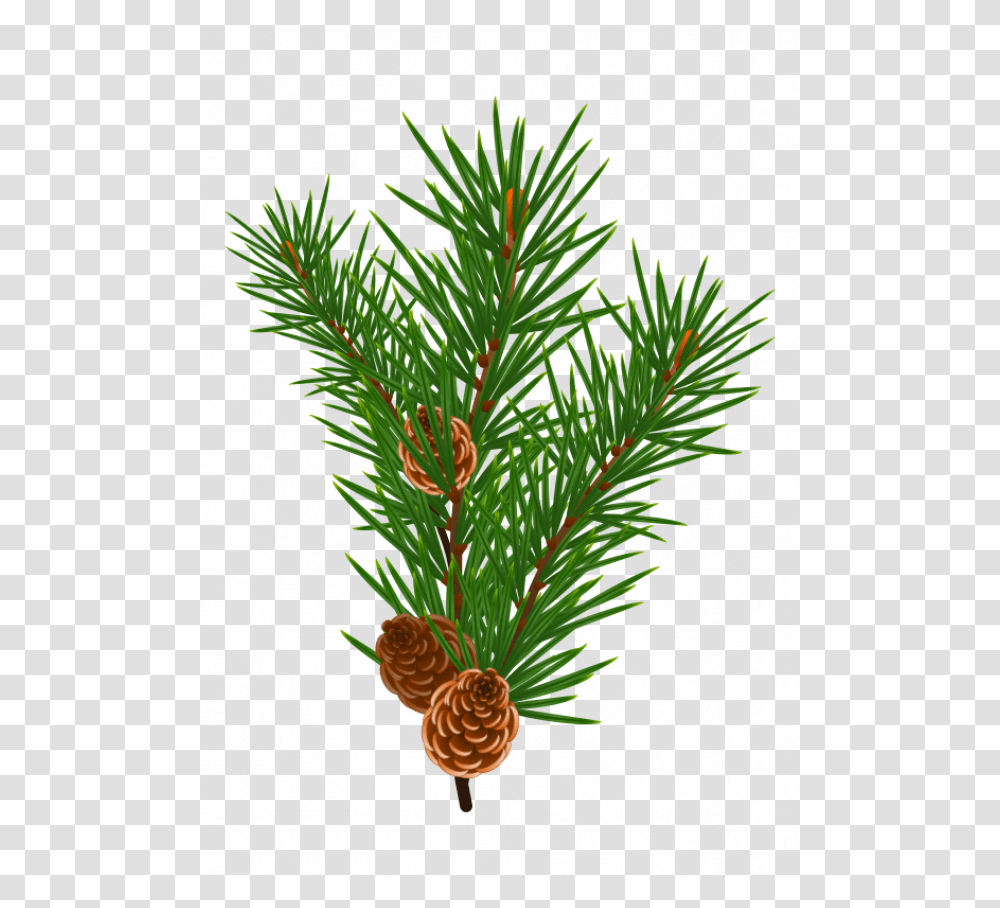 Indoor Palm, Tree, Plant, Conifer, Pine Transparent Png