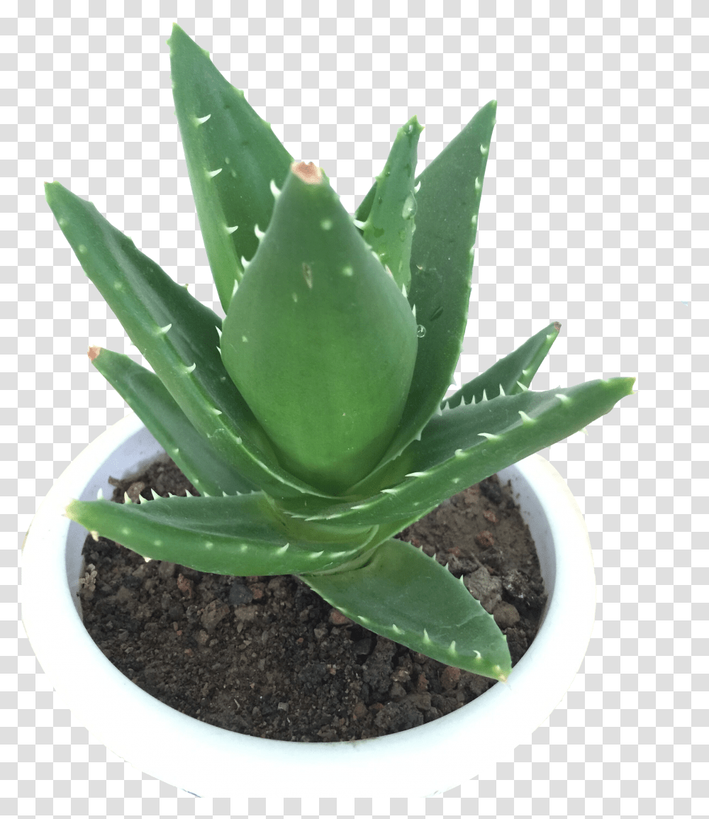 Indoor Plant Aloe Vera Plant Transparent Png