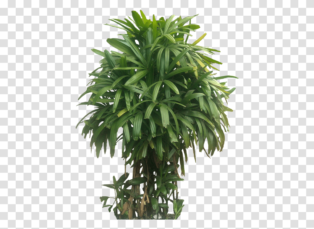 Indoor Plant Bamboo Palm, Leaf, Tree, Flower, Blossom Transparent Png