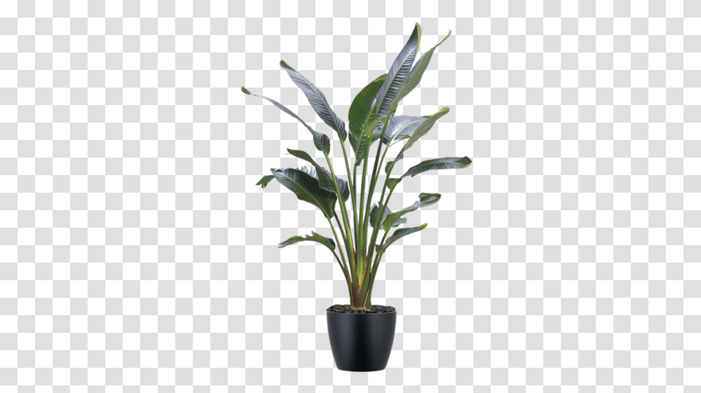 Indoor Plant Catalog Boston Cityscapes Plant Bird Of Paradise, Tree, Leaf, Palm Tree, Arecaceae Transparent Png