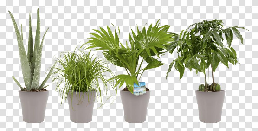 Indoor Plant Dwarf Umbrella Small Indoor Plant, Palm Tree, Arecaceae, Pot, Leaf Transparent Png