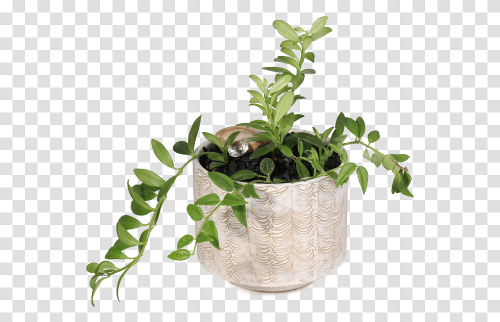 Indoor Plant Flowerpot, Potted Plant, Vase, Jar, Pottery Transparent Png